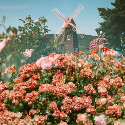 开元app下载手机版