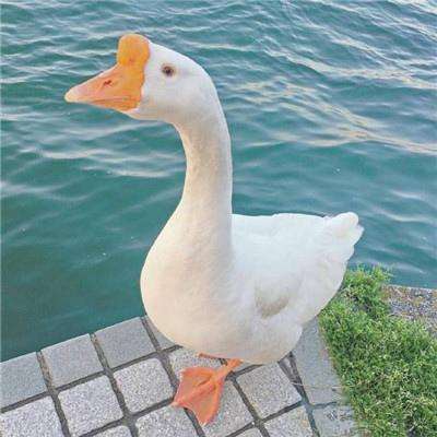 大发黄金版888下载下载手机版