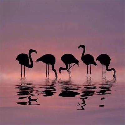 十一选五软件下载安装-登录入口